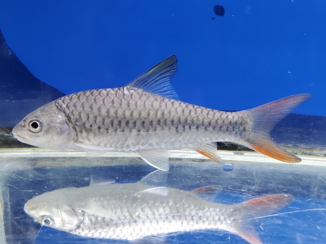 ラベオバルブス　マラガリシー　1　2026年3月入荷！