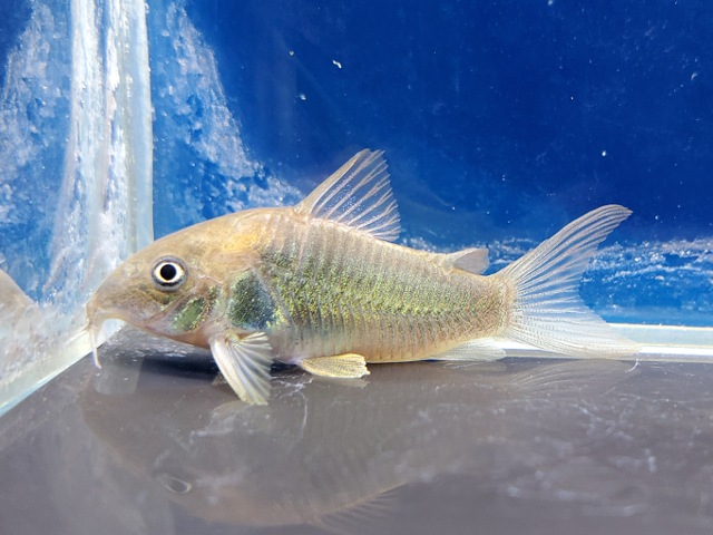 コリドラス　アエネウス