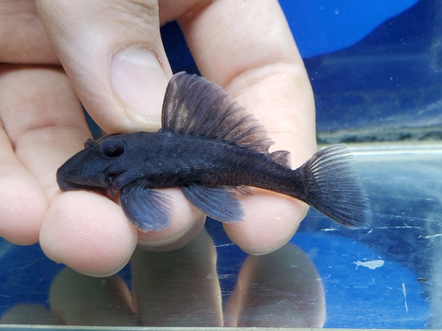 ブルーフィンパナクエ