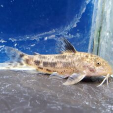 アスピドラス　アルバーティ　ブリード　2025年入荷！