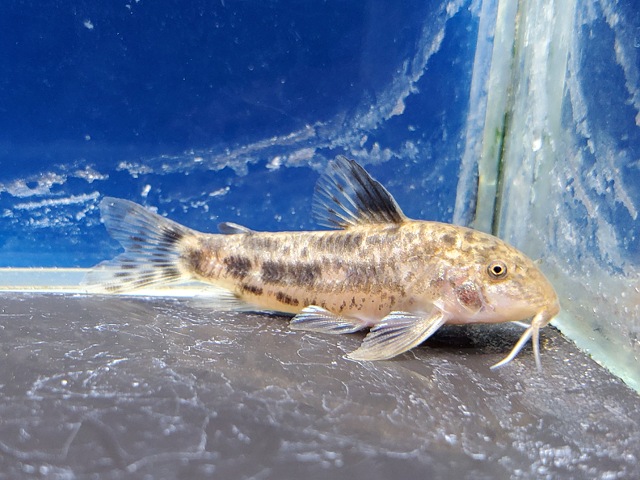 アスピドラス　アルバーティ　ブリード　2025年入荷！