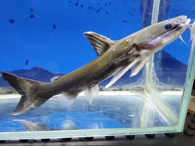 メガマウスキャット