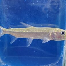 ゴリアテタイガーフィッシュ　2026年3月入荷！