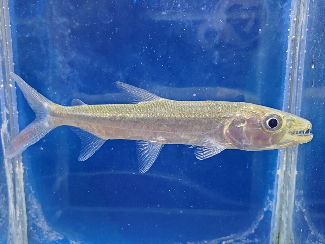 ゴリアテタイガーフィッシュ　2026年3月入荷！