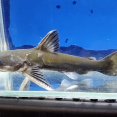 メガマウスキャット　シングー　1　2026年2月入荷！