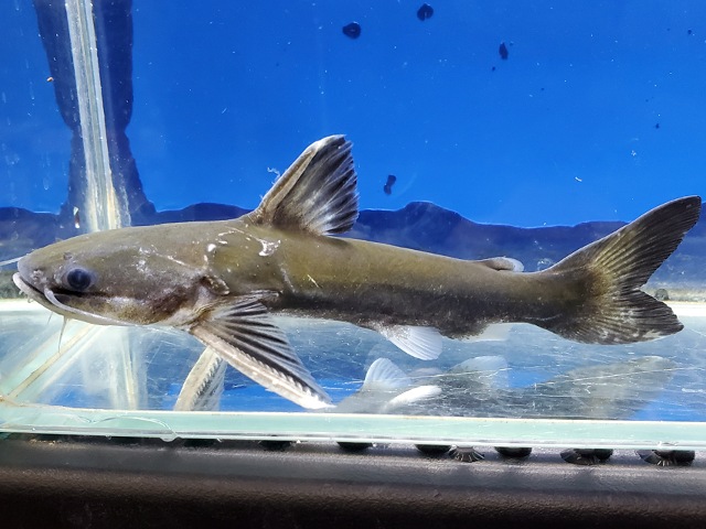 メガマウスキャット　シングー　1　2026年2月入荷！