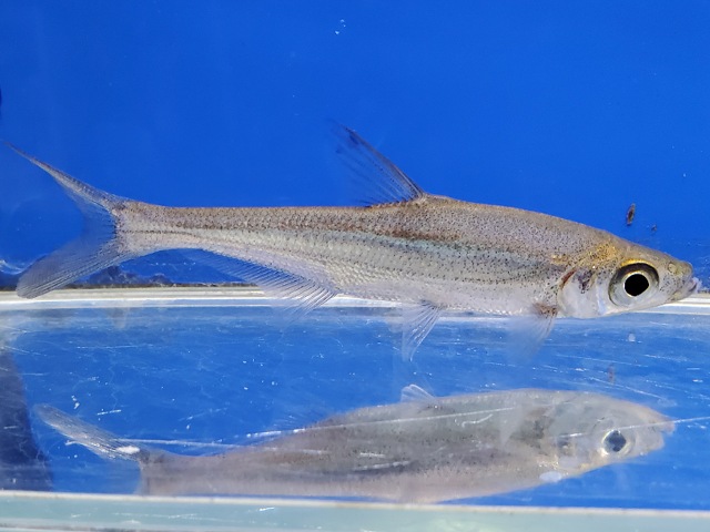 アンケリスロカルテル　リニ