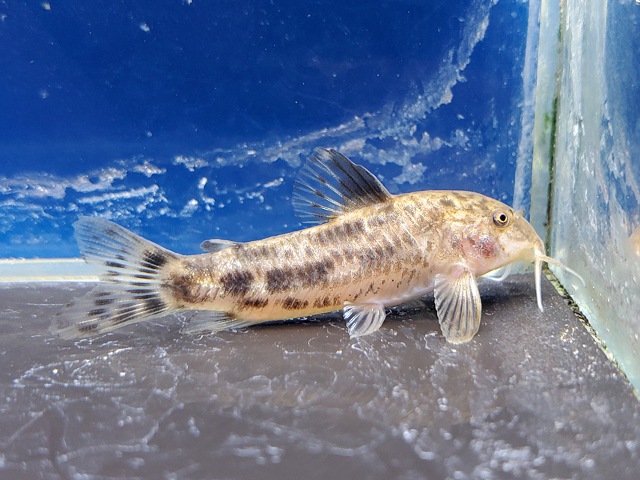 アスピドラス　アルバーティ