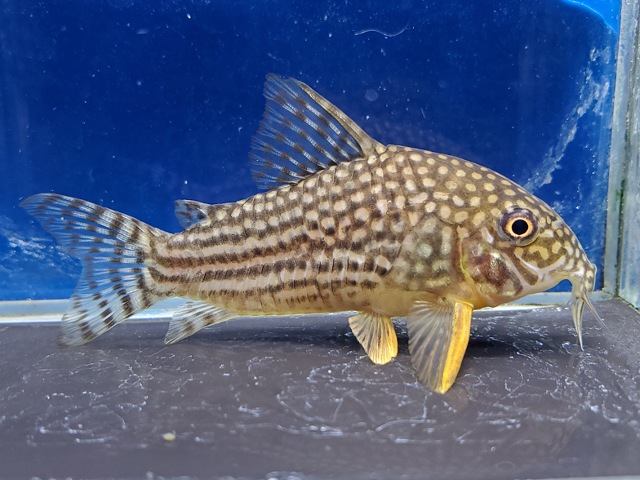 コリドラス　ステルバイ