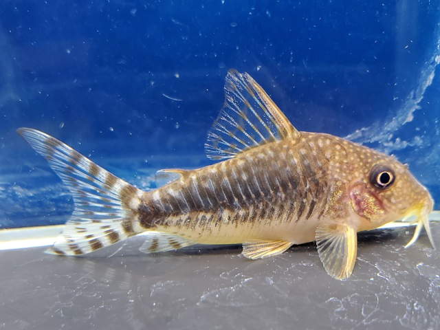 コリドラス　ロングノーズゴッセイ