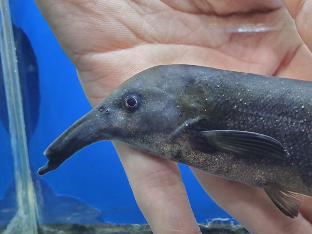 カンピロモルミルスsp.