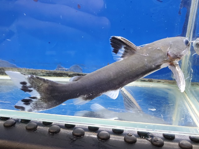 メガマウスキャット