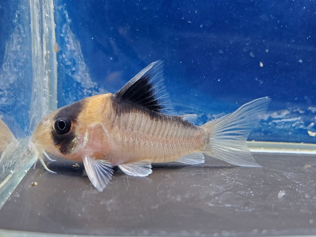 コリドラス　ニューアドルフォイ　2025年入荷！