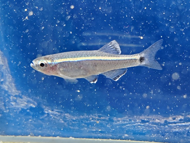 タニクティス sp. グアンシー