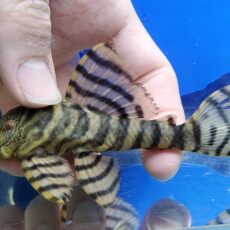 ラビリンスタイガープレコ　1　2026年3月入荷！