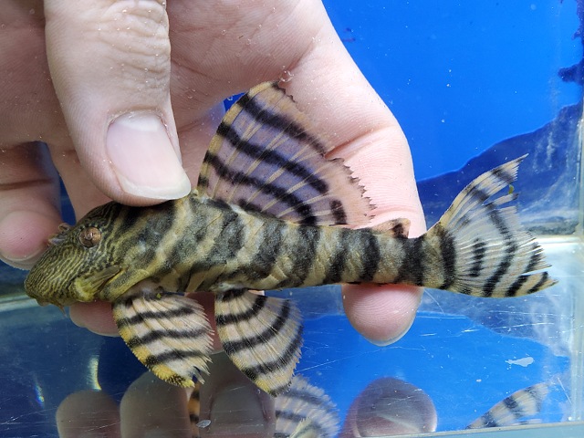 ラビリンスタイガープレコ　1　2026年3月入荷！