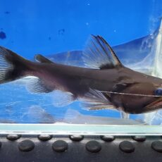 バトラクスキャット　2025年入荷！