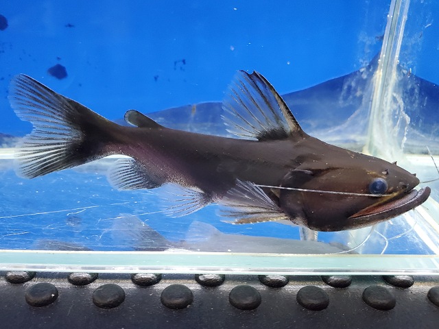 バトラクスキャット　2025年入荷！