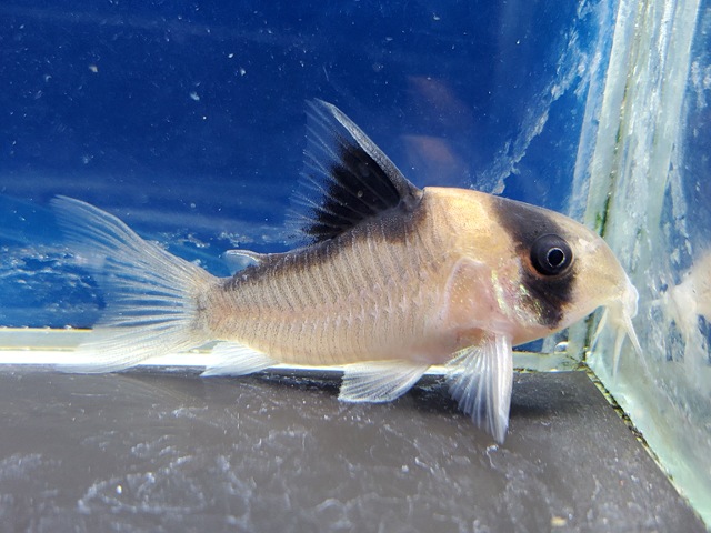 コリドラス　ニューアドルフォイ