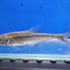 アンケリスロカルテル　リニ　中国　2026年3月入荷！　