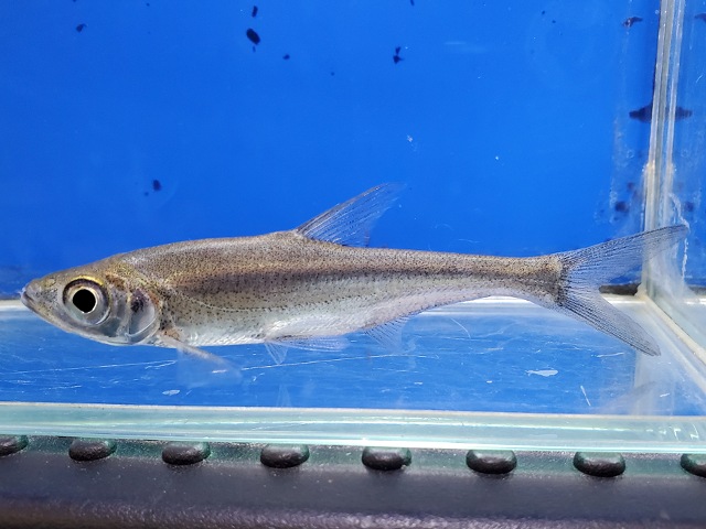 アンケリスロカルテル　リニ　中国　2026年3月入荷！　