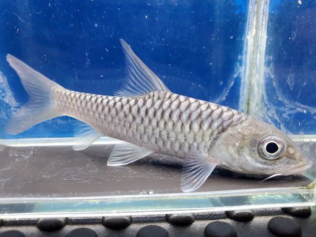 トール　プティトラ