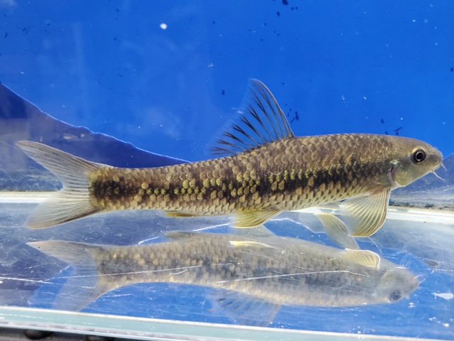 シュードクロッソケイルス　ニグロビッタータス