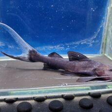 バンデッドピラムターバ　5　2026年3月入荷！