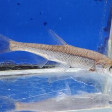 アンケリスロカルテル　ワンギ　中国　2026年3月入荷！