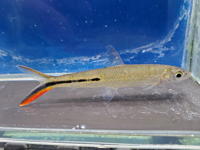 レッドテールヘミオダス