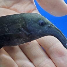 カンピロモルミルス sp.　1　ヌメニウス？　2026年2月入荷！