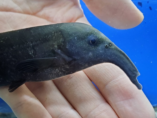 カンピロモルミルス sp.　1　ヌメニウス？　2026年2月入荷！