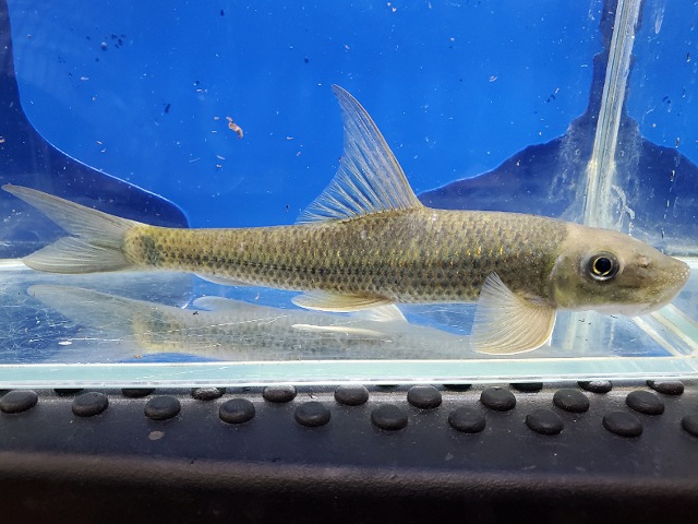 ガラ　インベルンバ　