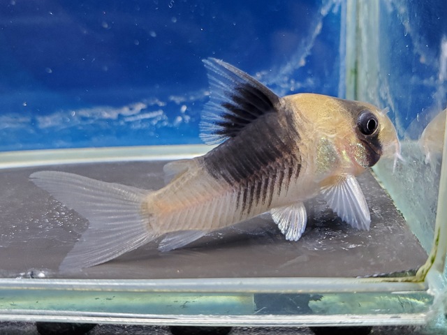 コリドラス　ニューショートノーズスーパービコロール