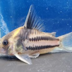 コリドラス　スーパーパラレルス　2025年入荷！