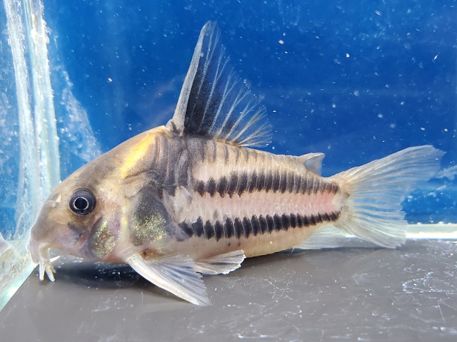 コリドラス　スーパーパラレルス　2025年入荷！