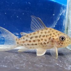 コリドラス　セミロングノーズラージスポットアラグアイエンシス　大特価！