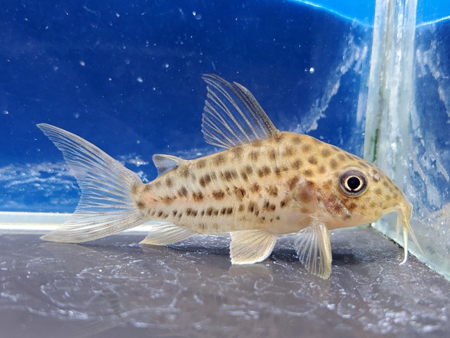 コリドラス　セミロングノーズラージスポットアラグアイエンシス　大特価！