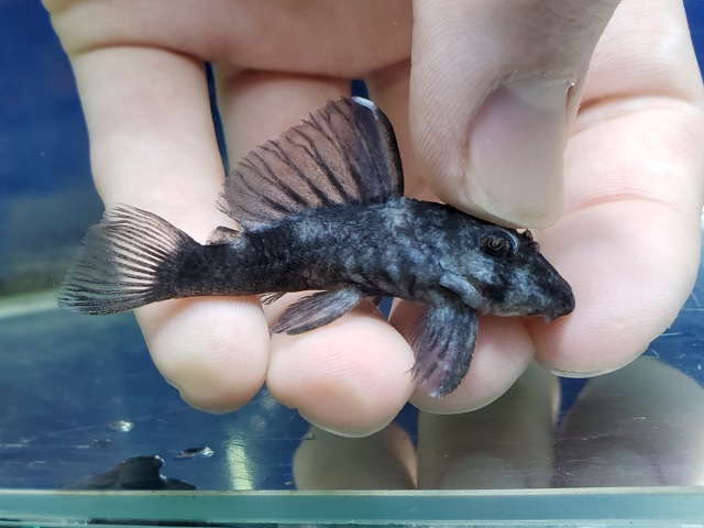 ブルーフィンパナクエ