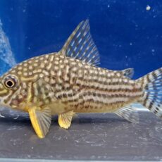 コリドラス　ステルバイ　ワイルド　大特価！