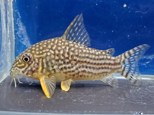 コリドラス　ステルバイ　ワイルド　大特価！