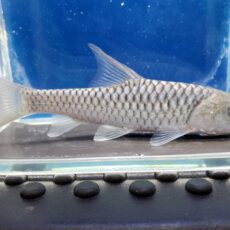 トール　プティトラ　2025年入荷！