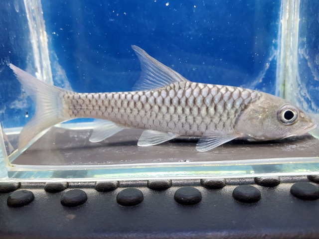 トール　プティトラ　2025年入荷！