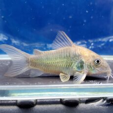 コリドラス　アエネウス　パラナプア　2025年入荷！