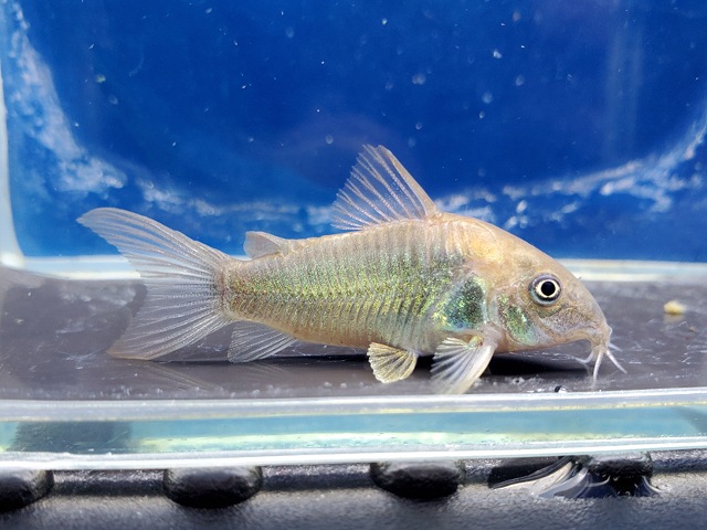 コリドラス　アエネウス　パラナプア　2025年入荷！