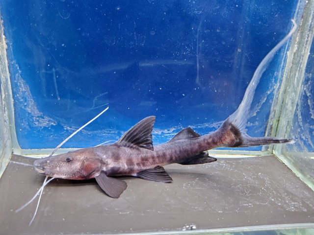 バンデッドピラムターバ