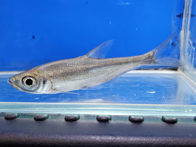 アンケリスロカルテル　リニ