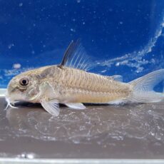 コリドラス　ヴィクトリア　ローライマ　1　2026年2月入荷！