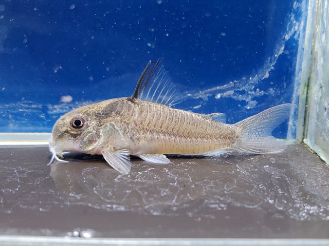 コリドラス　ヴィクトリア　ローライマ　1　2026年2月入荷！