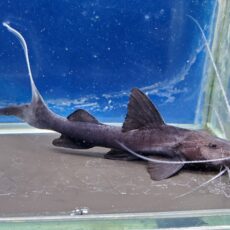 バンデッドピラムターバ　3　2026年3月入荷！